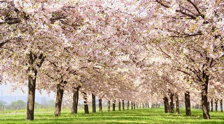 🌷 그린 플라워 목장 휴게소・오고(미치노에키 그린 플라워 보쿠조・오고) 이미지 8